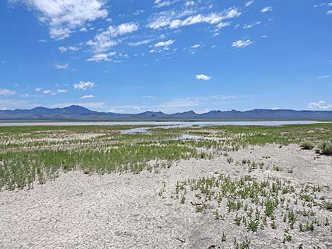 Basin and Range National Monument