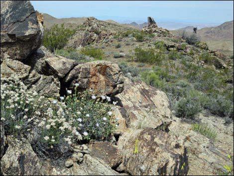 Gold Butte