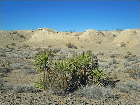 Tule Springs National Monument