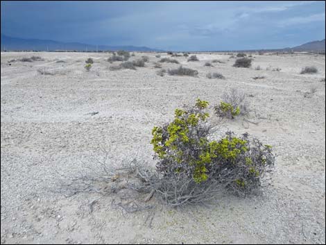  Fossil Beds