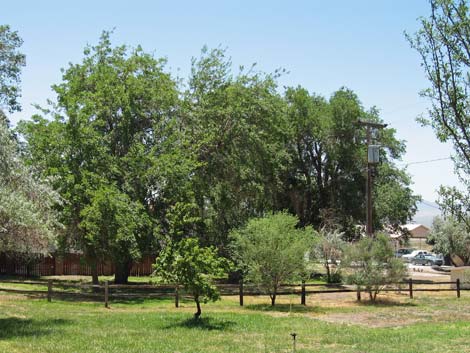 Birding Corn Creek