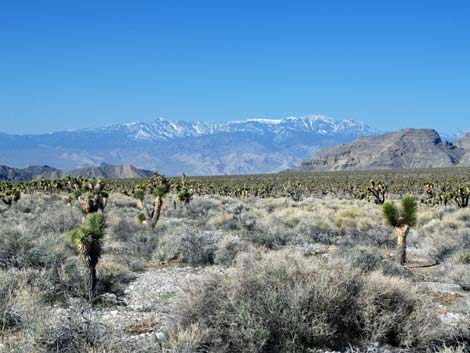 Yucca Forest