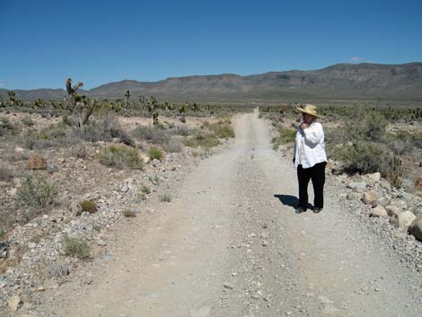 Yucca Forest