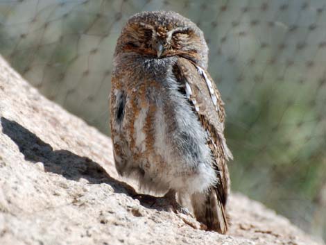 Birding the Arizona-Sonora Desert Museum