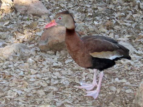 Birding the Arizona-Sonora Desert Museum