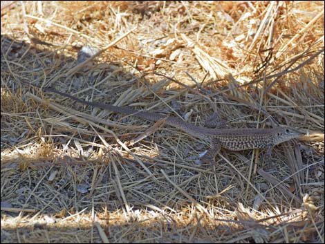 Hassayampa River Preserve