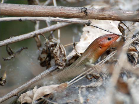 Hassayampa River Preserve