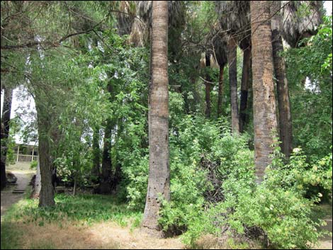 Hassayampa River Preserve