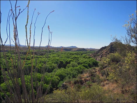 Hassayampa River Preserve