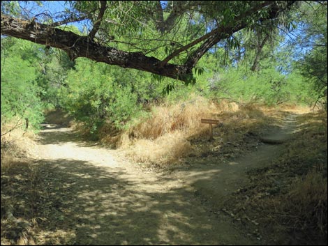 Hassayampa River Preserve