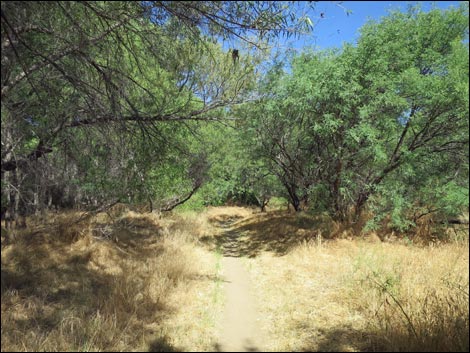 Hassayampa River Preserve