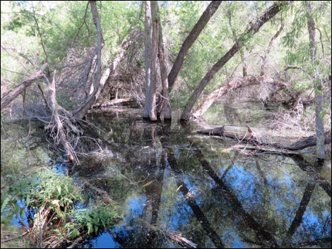 Hassayampa River Preserve