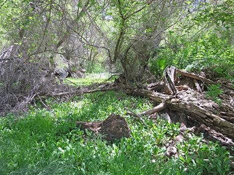 Hassayampa River Preserve