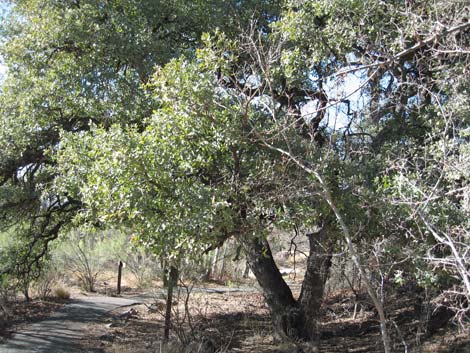 Madera Canyon, Santa Rita Mountains, Arizona