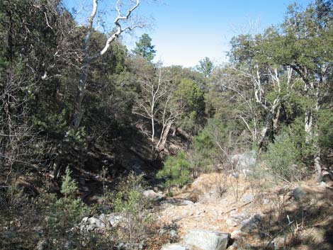 Madera Canyon, Santa Rita Mountains, Arizona