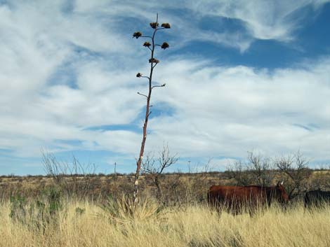 Madera Canyon, Santa Rita Mountains, Arizona