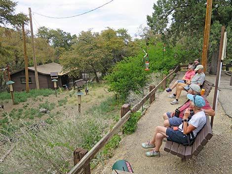 Madera Canyon