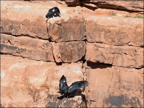 California Condor