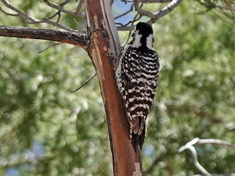 Jasper House Feeders