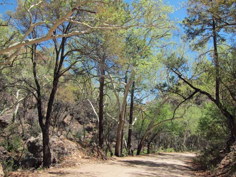 South Fork Road