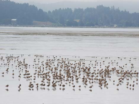 Arcata Bay