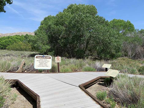 Big Morongo Canyon Preserve