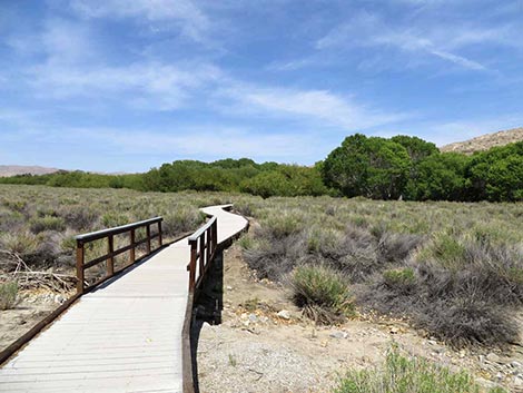 Big Morongo Canyon Preserve