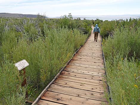 Boardwalk Trail