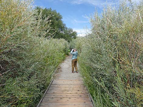 Boardwalk Trail