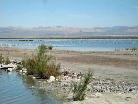 Salton Sea