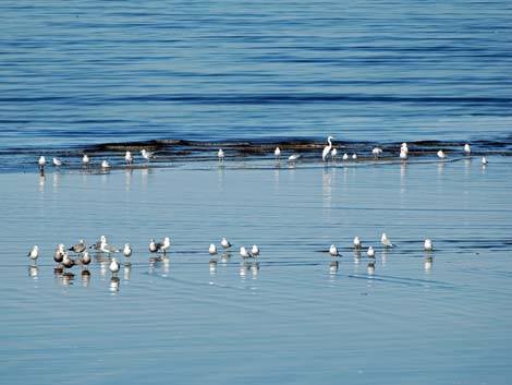 Birding the Salton Sea