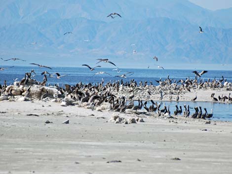 salton sea