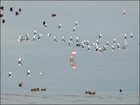 salton sea