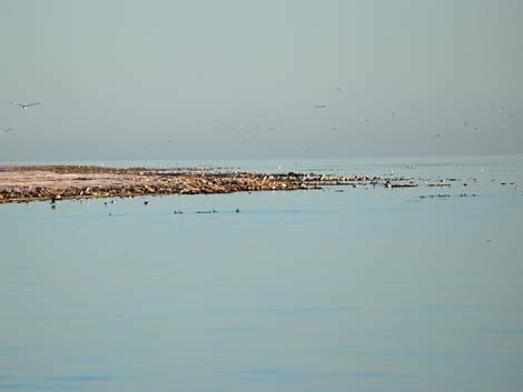 Birding the Salton Sea