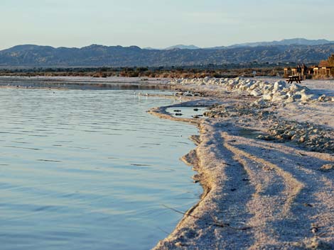 Birding the Salton Sea