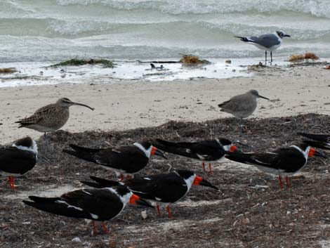 Dunedin, Florida