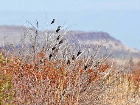 Malheur National Wildlife Refuge