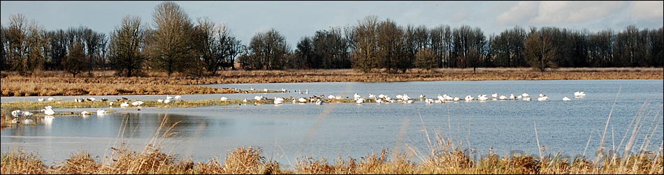 Ridgefield National Wildlife Refuge