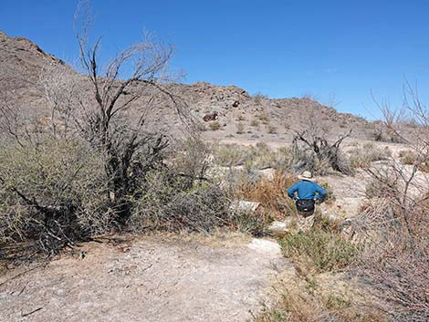 Blue Point Spring