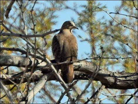 Overton Wildlife Management Area