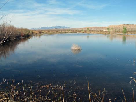 Overton Wildlife Management Area