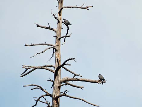 Band-tailed Pigeon Tree