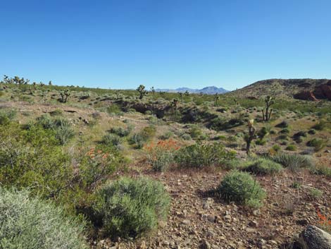 Birding Gold Butte