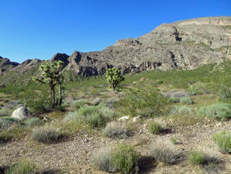 Birding Gold Butte