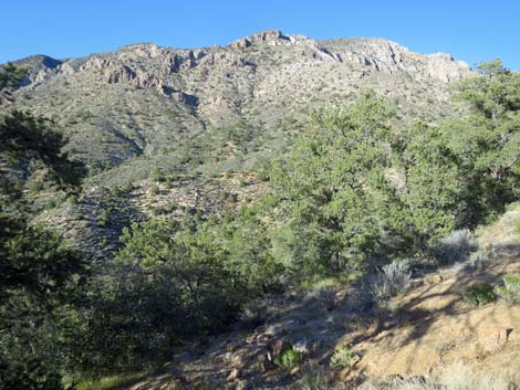 Birding Gold Butte