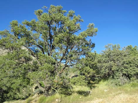 Birding Gold Butte