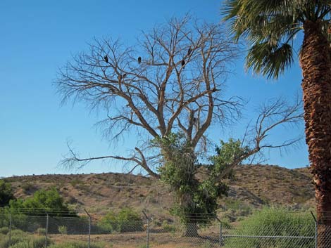 Moapa Valley National Wildlife Refuge