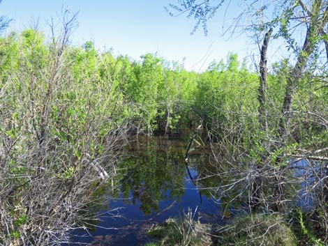 Warm Springs Natural Area