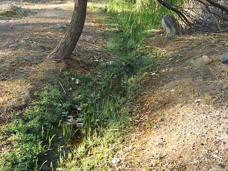 Mesquite Spring