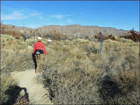 Shoshone Blue Birding Trail